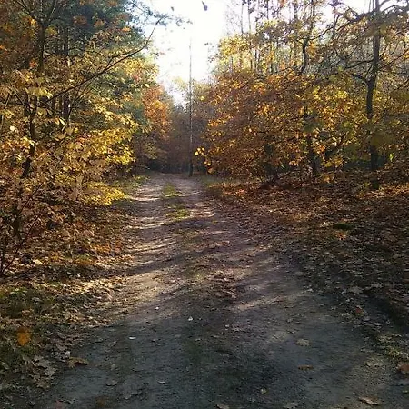 Baldachim * Trzciany